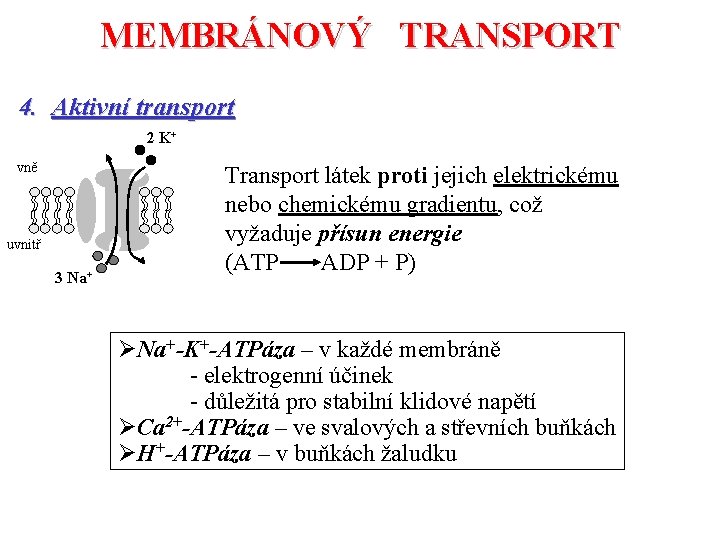 MEMBRÁNOVÝ TRANSPORT 4. Aktivní transport 2 K+ vně uvnitř 3 Na+ Transport látek proti