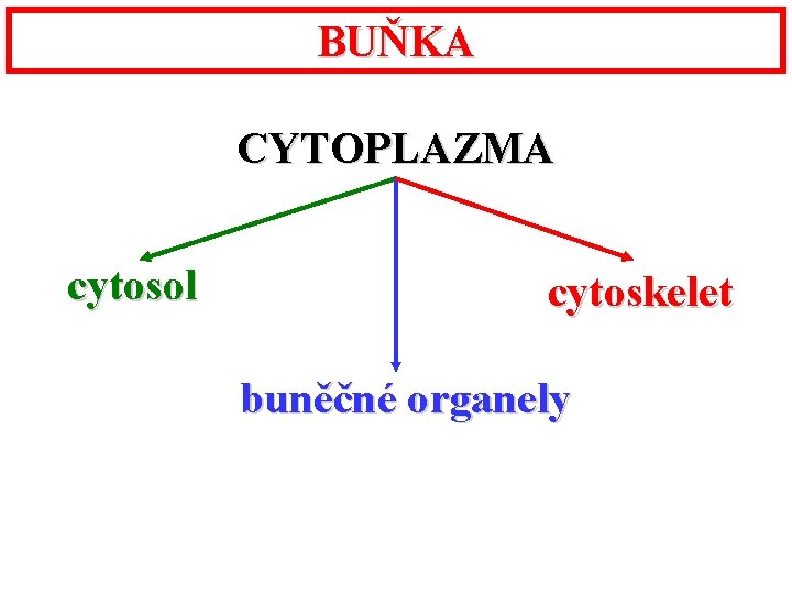 BUŇKA CYTOPLAZMA cytosol cytoskelet buněčné organely 