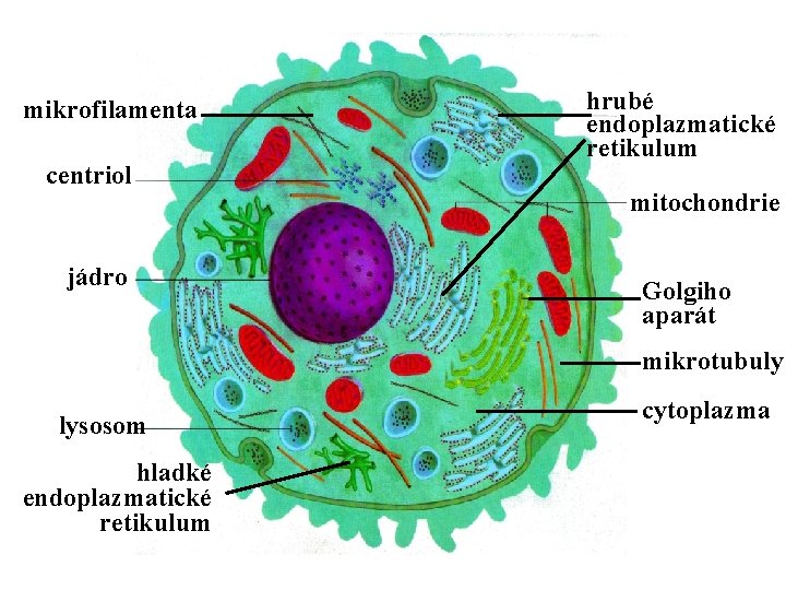 mikrofilamenta centriol jádro hrubé endoplazmatické retikulum mitochondrie Golgiho aparát mikrotubuly lysosom hladké endoplazmatické retikulum