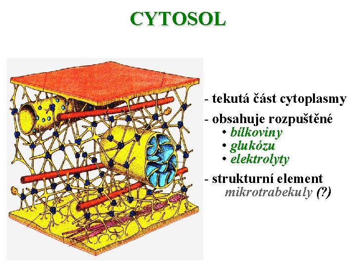 CYTOSOL - tekutá část cytoplasmy - obsahuje rozpuštěné • bílkoviny • glukózu • elektrolyty