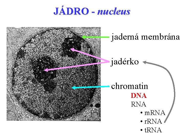 JÁDRO - nucleus jaderná membrána jadérko chromatin DNA RNA • m. RNA • r.