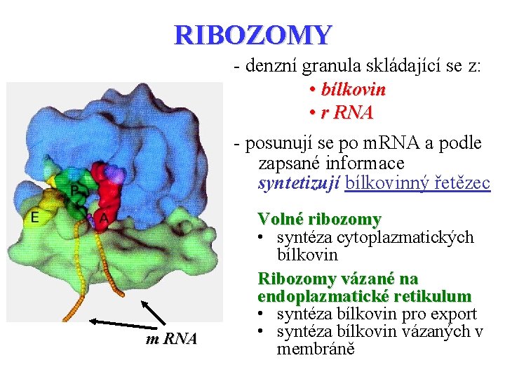 RIBOZOMY - denzní granula skládající se z: • bílkovin • r RNA - posunují