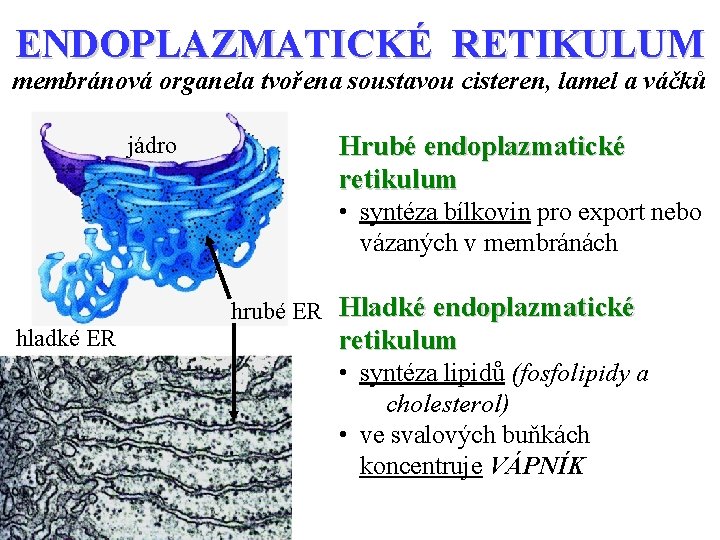 ENDOPLAZMATICKÉ RETIKULUM membránová organela tvořena soustavou cisteren, lamel a váčků jádro Hrubé endoplazmatické retikulum