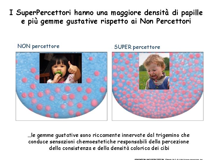 I Super. Percettori hanno una maggiore densità di papille e più gemme gustative rispetto