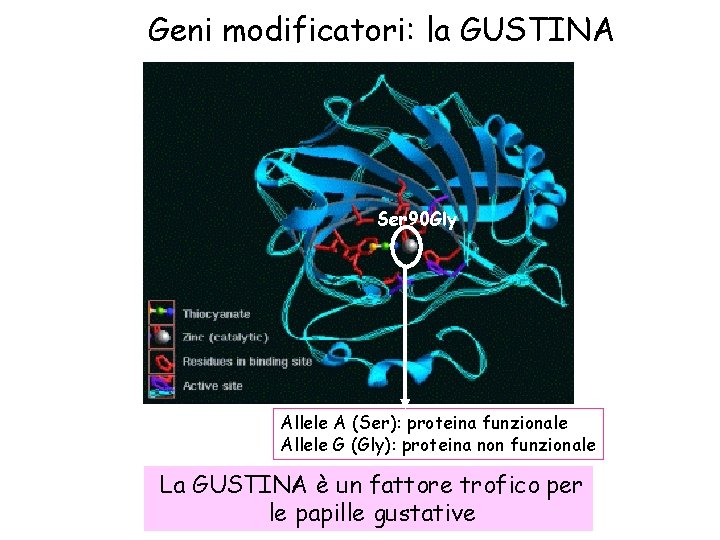 Geni modificatori: la GUSTINA Ser 90 Gly Allele A (Ser): proteina funzionale Allele G