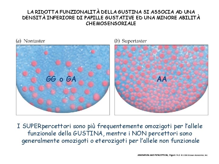 LA RIDOTTA FUNZIONALITÀ DELLA GUSTINA SI ASSOCIA AD UNA DENSITÀ INFERIORE DI PAPILLE GUSTATIVE