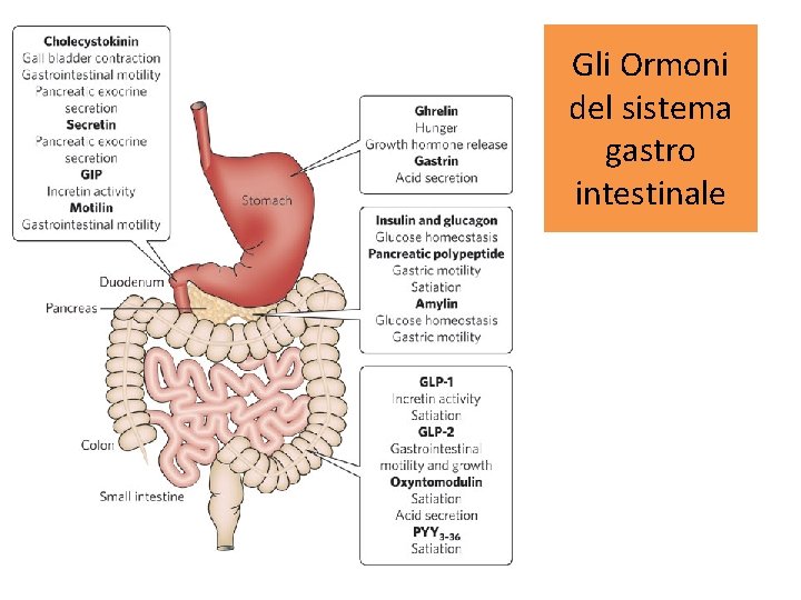 Gli Ormoni del sistema gastro intestinale 