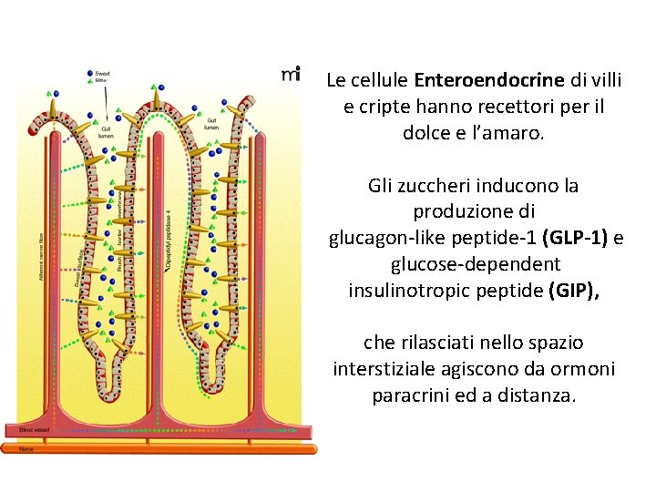 Le cellule Enteroendocrine di villi e cripte hanno recettori per il dolce e l’amaro.