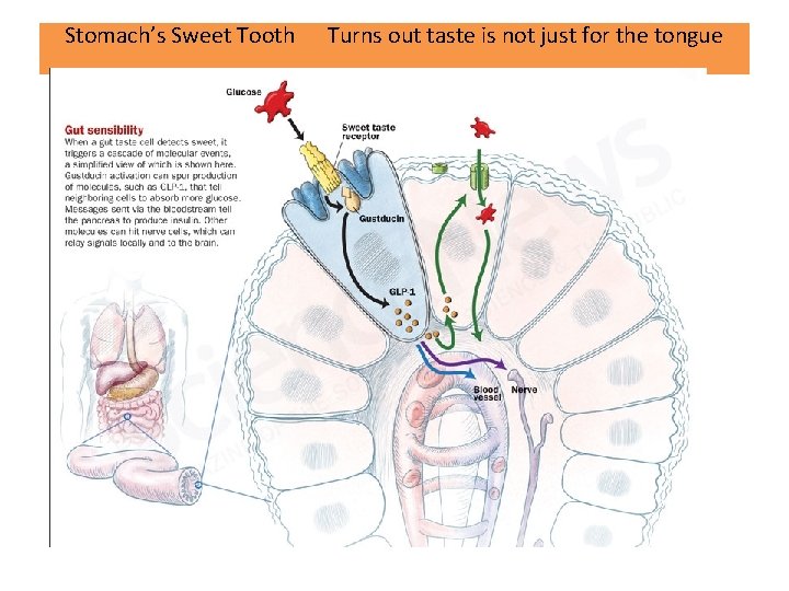 Stomach’s Sweet Tooth Turns out taste is not just for the tongue 