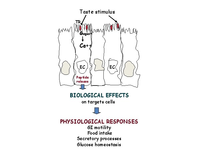 Taste stimulus TR Gαgust Ca++ EC EC Peptide release BIOLOGICAL EFFECTS on targets cells