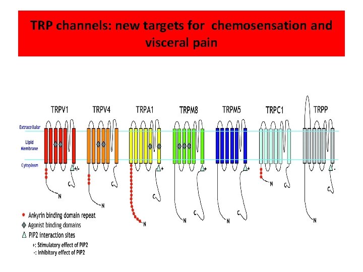 TRP channels: new targets for chemosensation and visceral pain 