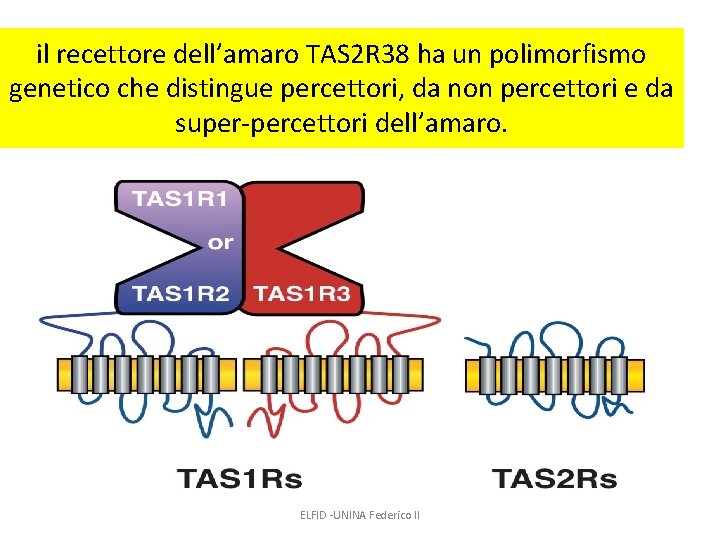 il recettore dell’amaro TAS 2 R 38 ha un polimorfismo genetico che distingue percettori,