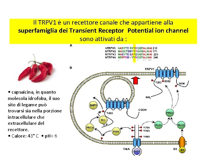 Il TRPV 1 è un recettore canale che appartiene alla superfamiglia dei Transient Receptor