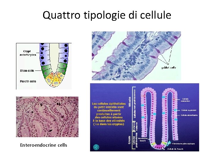 Quattro tipologie di cellule Enteroendocrine cells 