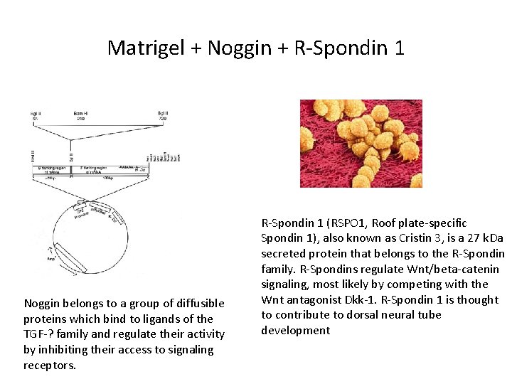 Matrigel + Noggin + R-Spondin 1 Noggin belongs to a group of diffusible proteins