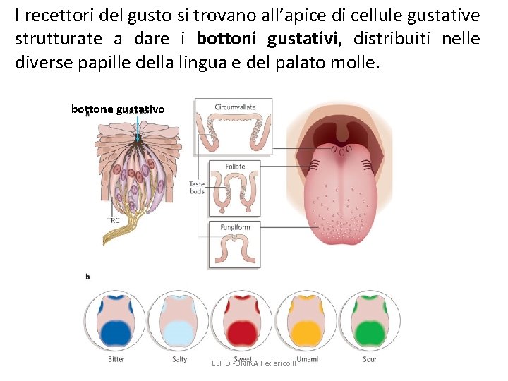 I recettori del gusto si trovano all’apice di cellule gustative strutturate a dare i