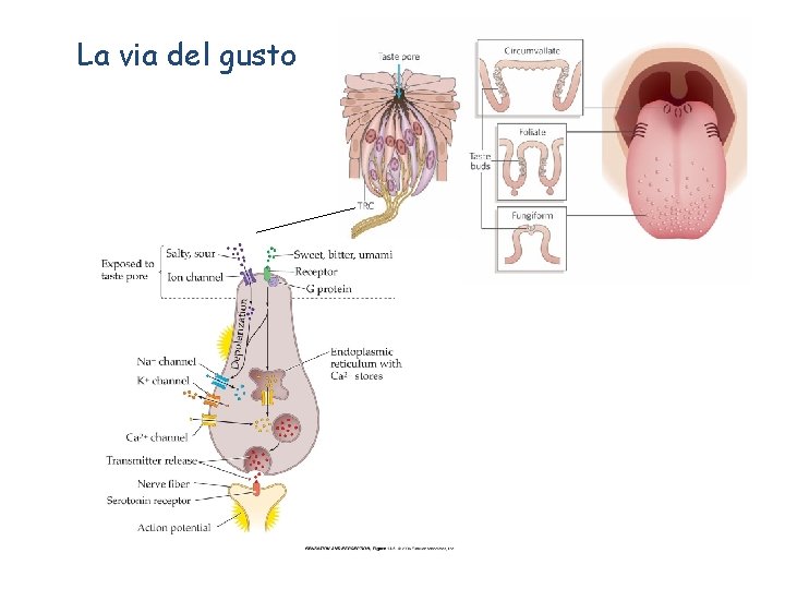 La via del gusto 