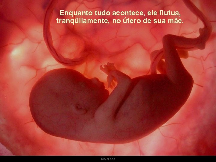 Enquanto tudo acontece, ele flutua, tranqüilamente, no útero de sua mãe. Ria slides 