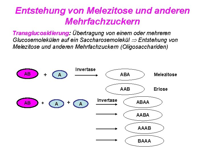Entstehung von Melezitose und anderen Mehrfachzuckern Transglucosidierung: Übertragung von einem oder mehreren Glucosemolekülen auf
