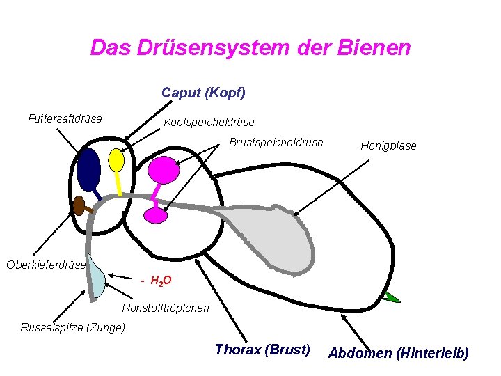 Das Drüsensystem der Bienen Caput (Kopf) Futtersaftdrüse Kopfspeicheldrüse Brustspeicheldrüse Honigblase Oberkieferdrüse - H 2