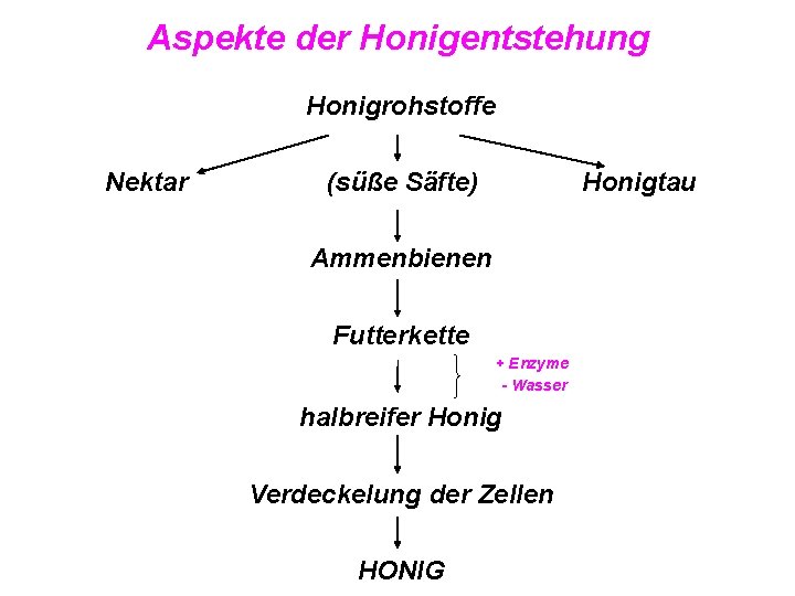 Aspekte der Honigentstehung Honigrohstoffe Nektar (süße Säfte) Honigtau Ammenbienen Futterkette + Enzyme - Wasser