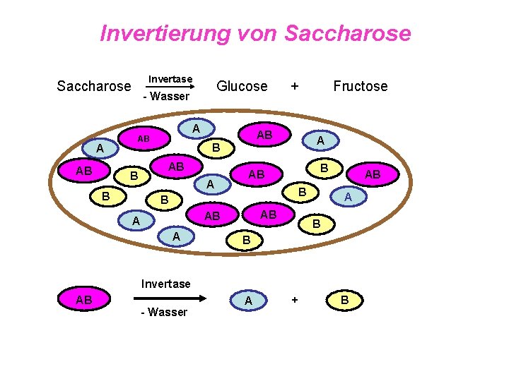 Invertierung von Saccharose Invertase Saccharose A AB Glucose - Wasser A AB B B