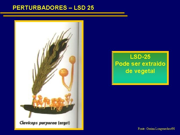 PERTURBADORES – LSD 25 LSD-25 Pode ser extraido de vegetal Fonte: Gesina Longenecker/98 