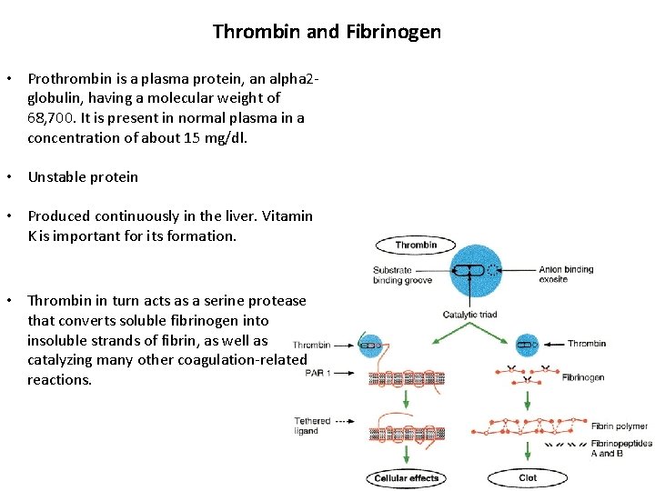 Thrombin and Fibrinogen • Prothrombin is a plasma protein, an alpha 2 globulin, having