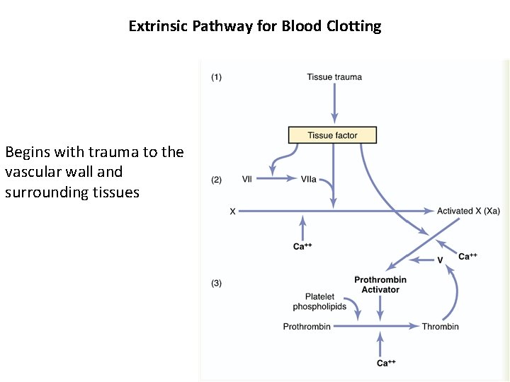 Extrinsic Pathway for Blood Clotting Begins with trauma to the vascular wall and surrounding