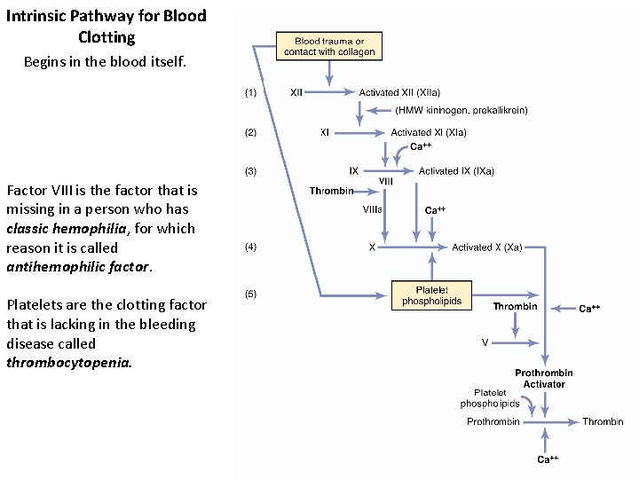 Intrinsic Pathway for Blood Clotting Begins in the blood itself. Factor VIII is the