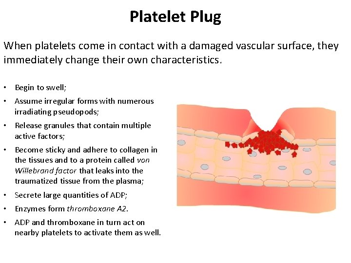 Platelet Plug When platelets come in contact with a damaged vascular surface, they immediately