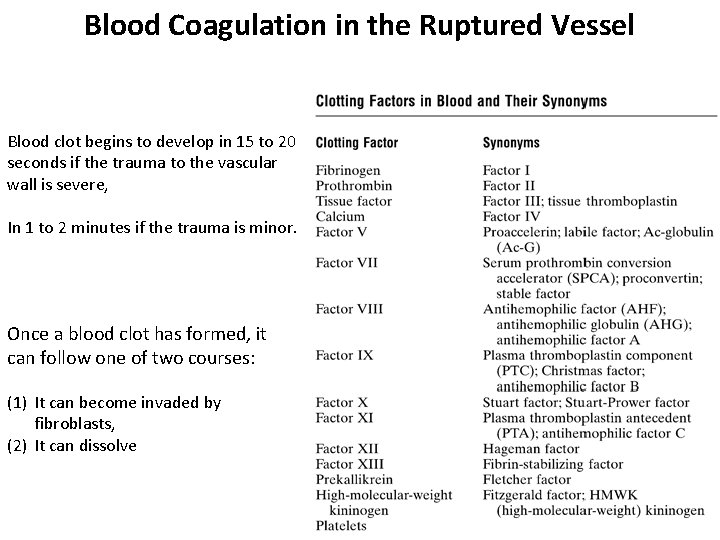 Blood Coagulation in the Ruptured Vessel Blood clot begins to develop in 15 to