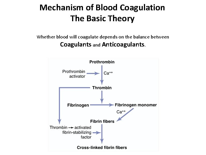 Mechanism of Blood Coagulation The Basic Theory Whether blood will coagulate depends on the