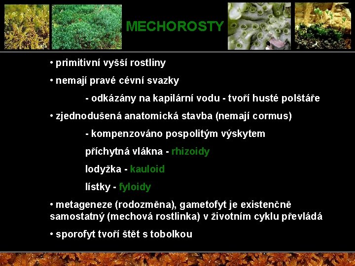 MECHOROSTY • primitivní vyšší rostliny • nemají pravé cévní svazky - odkázány na kapilární