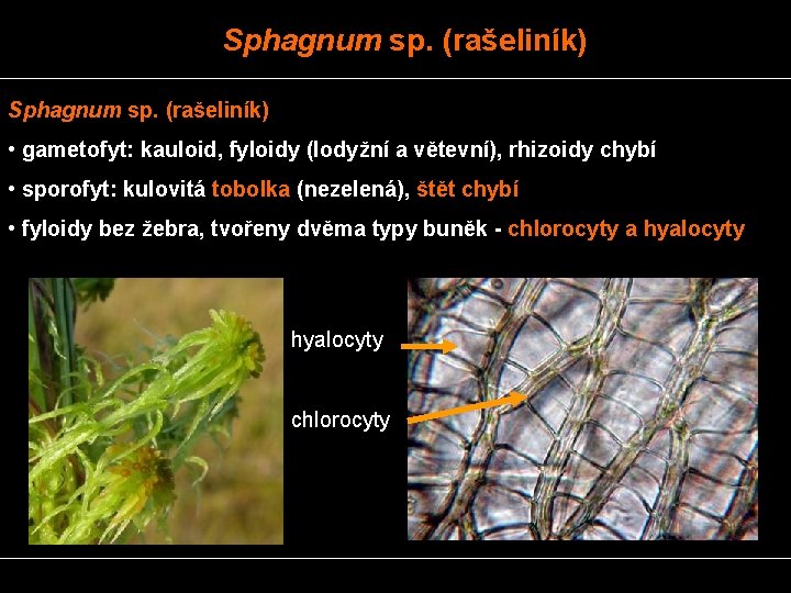 Sphagnum sp. (rašeliník) • gametofyt: kauloid, fyloidy (lodyžní a větevní), rhizoidy chybí • sporofyt: