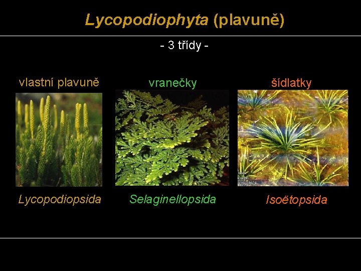 Lycopodiophyta (plavuně) - 3 třídy vlastní plavuně vranečky Lycopodiopsida Selaginellopsida šídlatky Isoëtopsida 