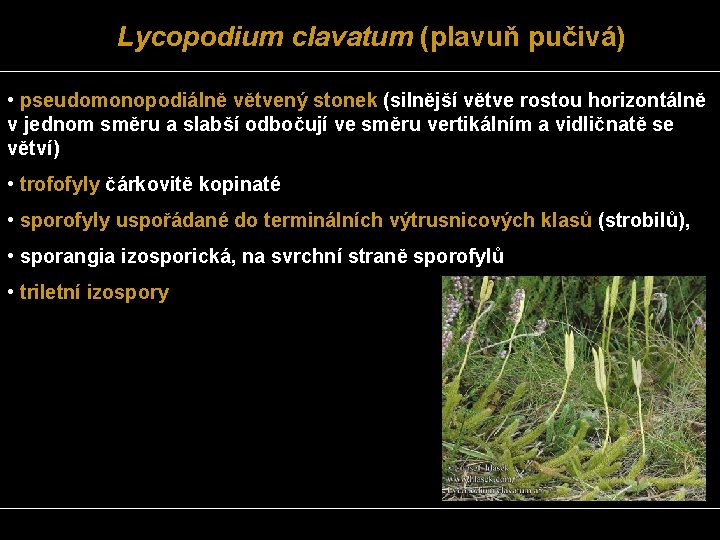 Lycopodium clavatum (plavuň pučivá) • pseudomonopodiálně větvený stonek (silnější větve rostou horizontálně v jednom