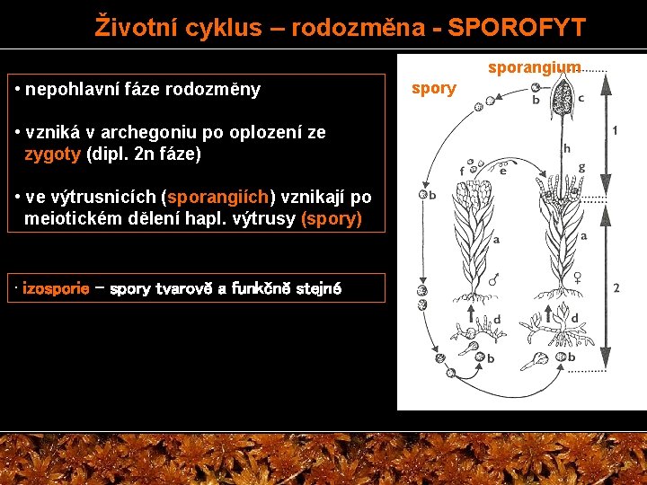 Životní cyklus – rodozměna - SPOROFYT sporangium • nepohlavní fáze rodozměny • vzniká v