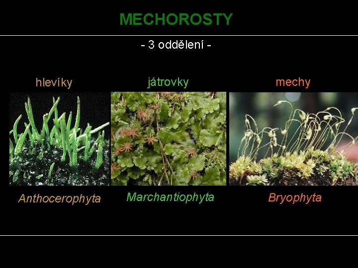 MECHOROSTY - 3 oddělení hlevíky Anthocerophyta játrovky mechy Marchantiophyta Bryophyta 