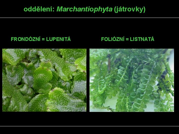 oddělení: Marchantiophyta (játrovky) FRONDÓZNÍ = LUPENITÁ FOLIÓZNÍ = LISTNATÁ 