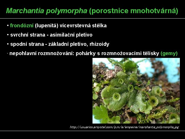 Marchantia polymorpha (porostnice mnohotvárná) • frondózní (lupenitá) vícevrstevná stélka • svrchní strana - asimilační