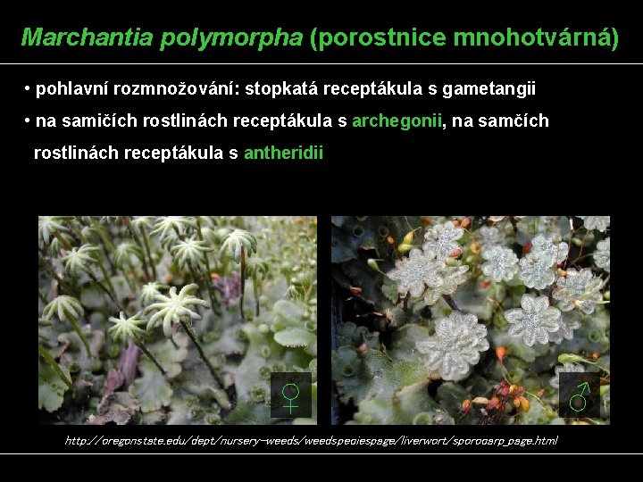 Marchantia polymorpha (porostnice mnohotvárná) • pohlavní rozmnožování: stopkatá receptákula s gametangii • na samičích