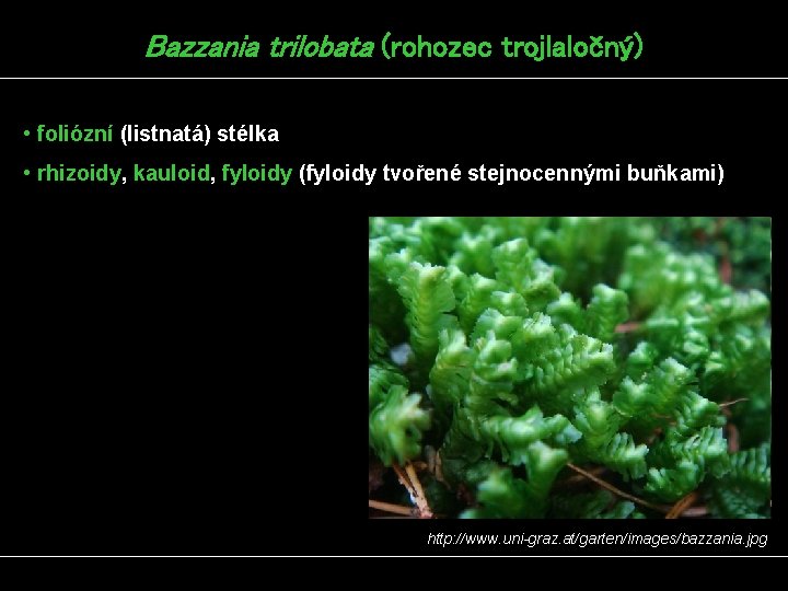 Bazzania trilobata (rohozec trojlaločný) • foliózní (listnatá) stélka • rhizoidy, kauloid, fyloidy (fyloidy tvořené