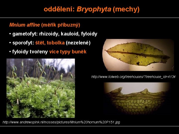 oddělení: Bryophyta (mechy) Mnium affine (měřík příbuzný) • gametofyt: rhizoidy, kauloid, fyloidy • sporofyt: