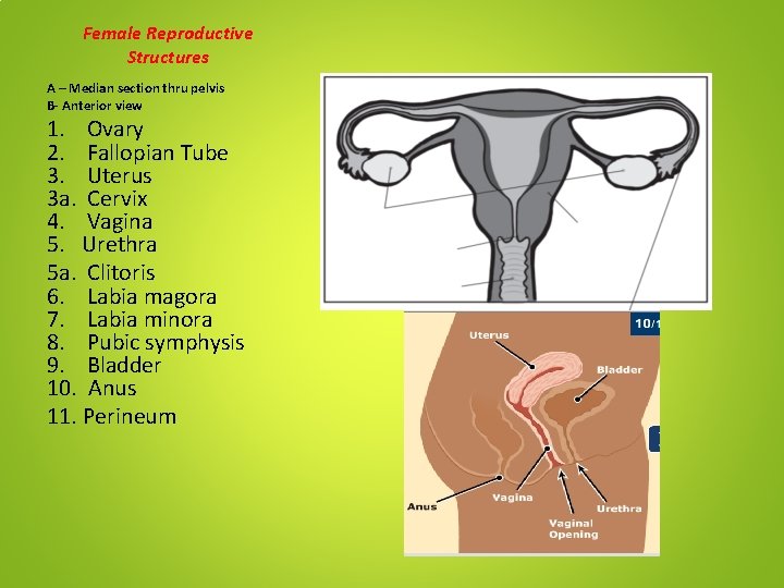 Female Reproductive Structures A – Median section thru pelvis B- Anterior view 1. Ovary