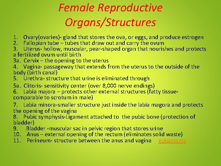 Female Reproductive Organs/Structures 1. Ovary(ovaries)- gland that stores the ova, or eggs, and produce