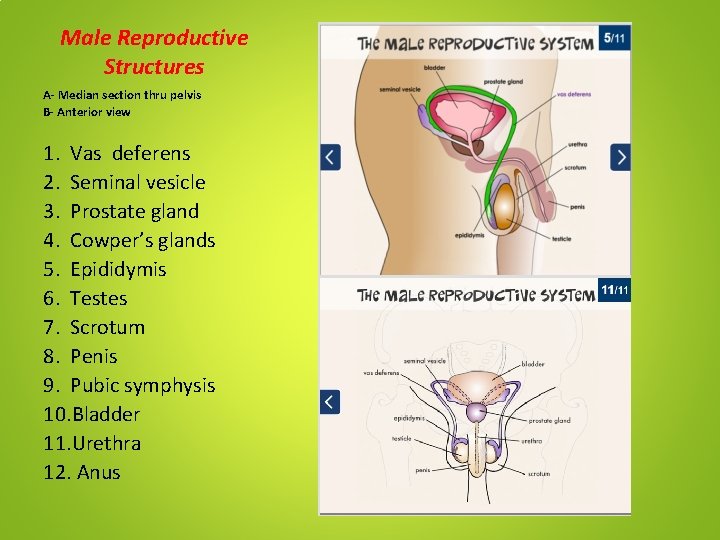 Male Reproductive Structures A- Median section thru pelvis B- Anterior view 1. Vas deferens