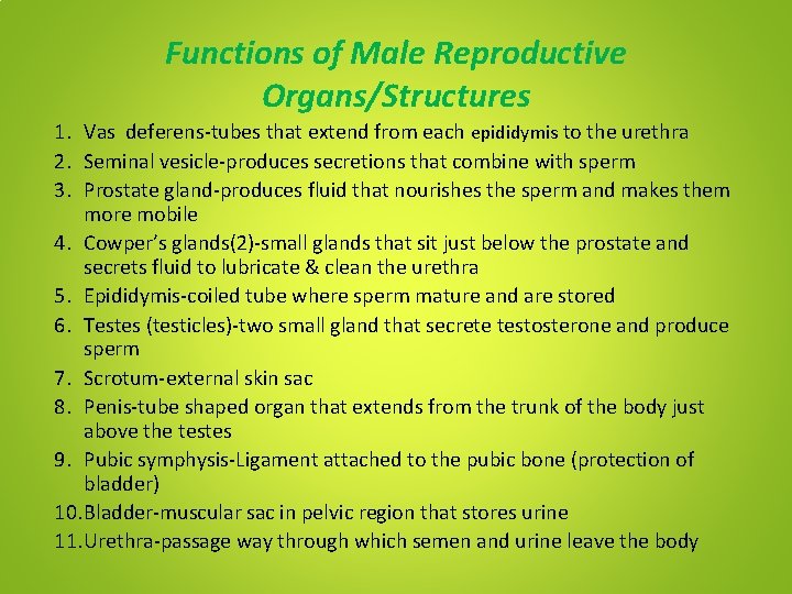Functions of Male Reproductive Organs/Structures 1. Vas deferens-tubes that extend from each epididymis to