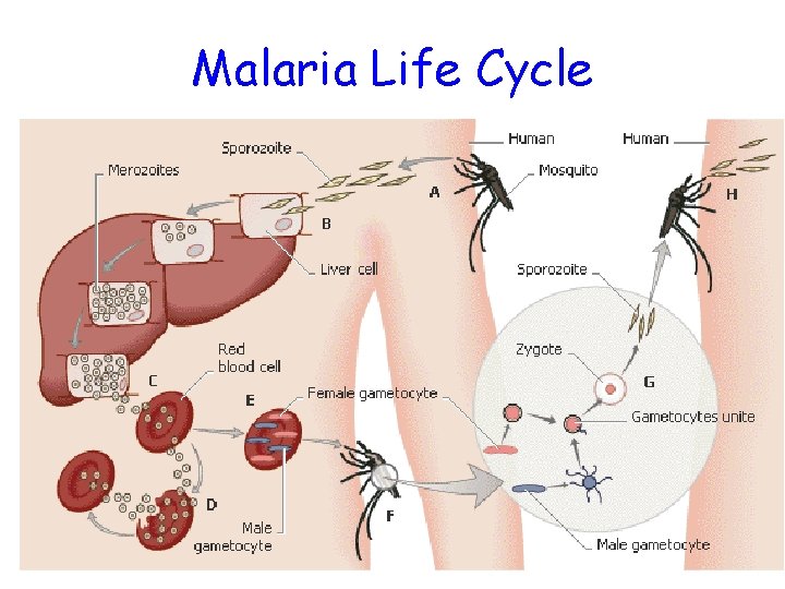 Malaria Life Cycle 