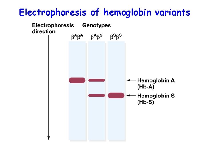 Electrophoresis of hemoglobin variants 